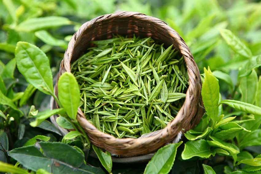 Зеленый чай природный антиоксидант