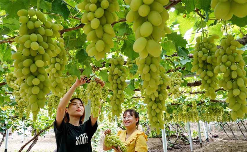 История виноделия в Китае