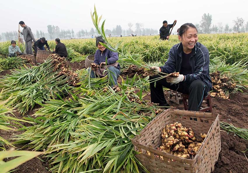 Как выращивают имбирь в Китае