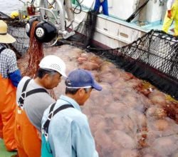 Что в Китае делают с медузами и как их готовят