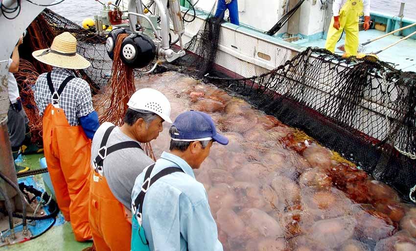 Что в Китае делают с медузами